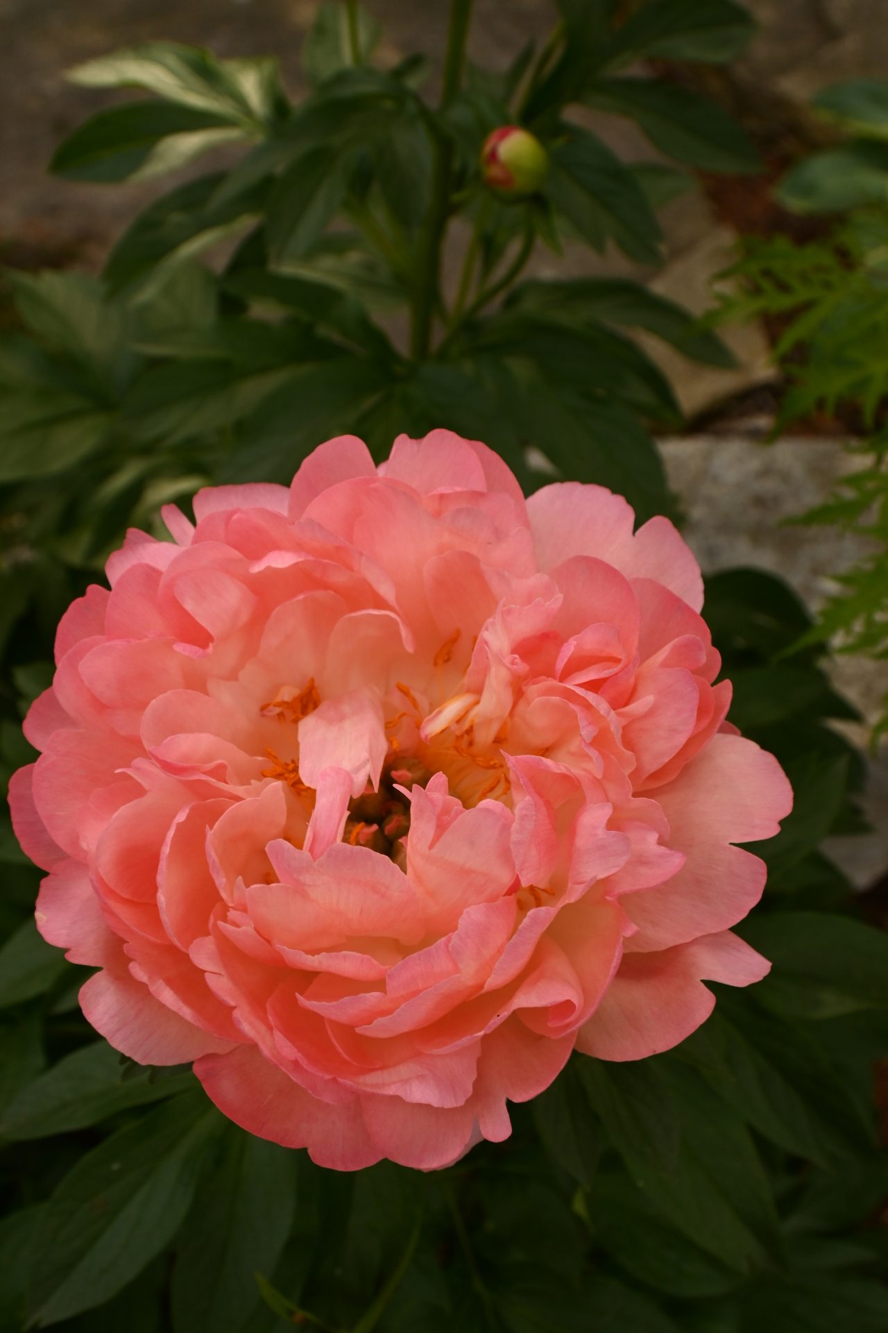 Pink peony flower blooming in garden