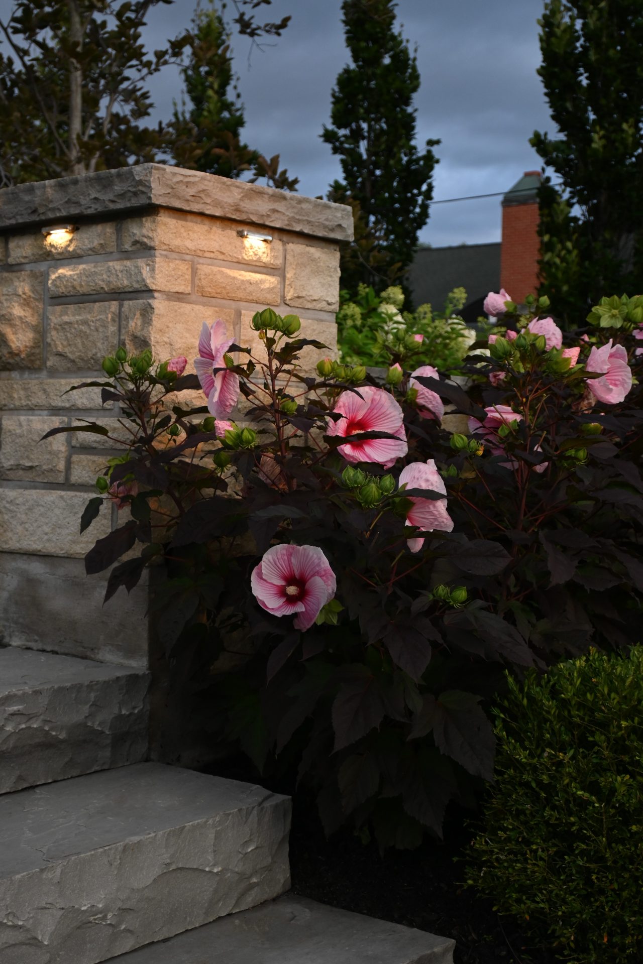 Pink hibiscus flowers near stone wall and steps.