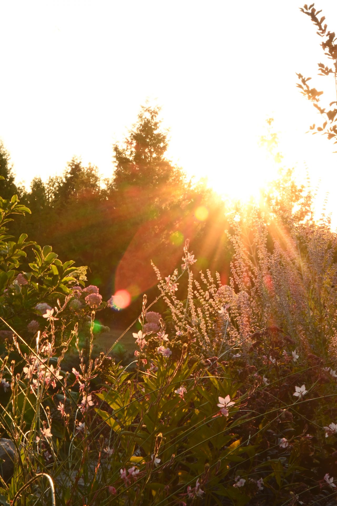 Sunset over garden with wildflowers and trees.