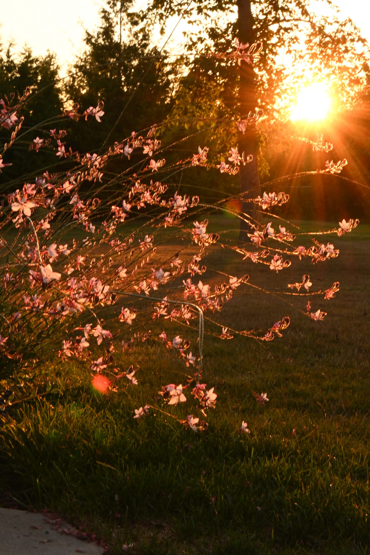 Sunset over field with blooming pink flowers