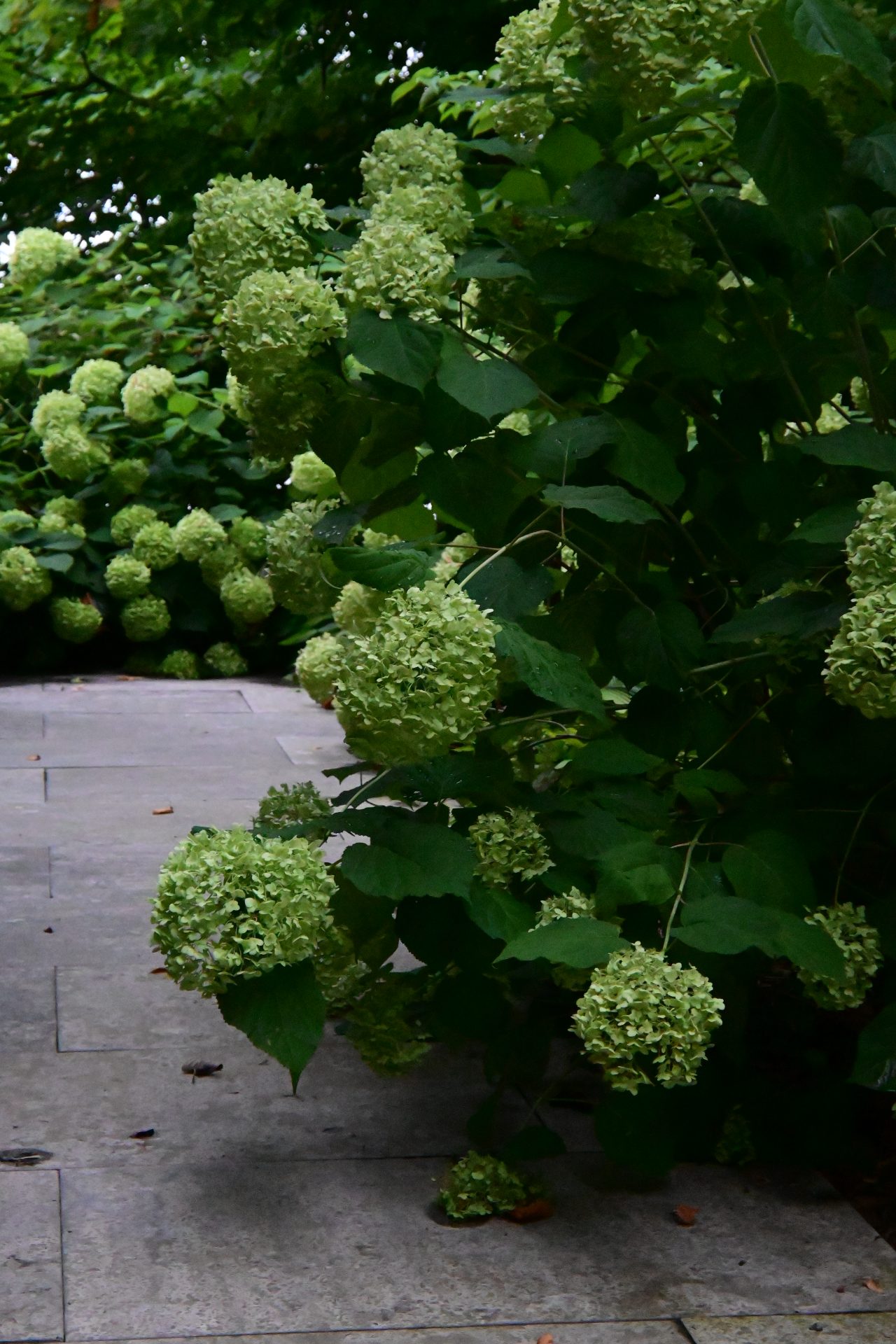 Green hydrangeas along stone path in garden.