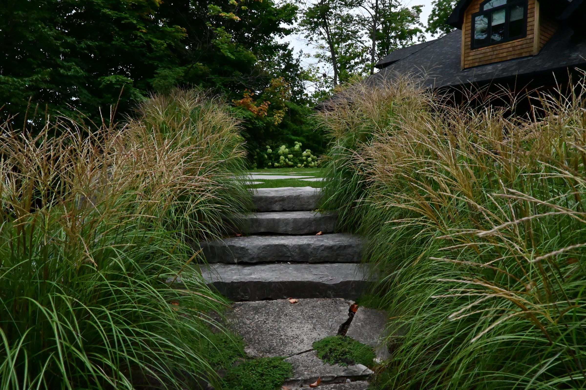 Stone steps with tall grass on sides