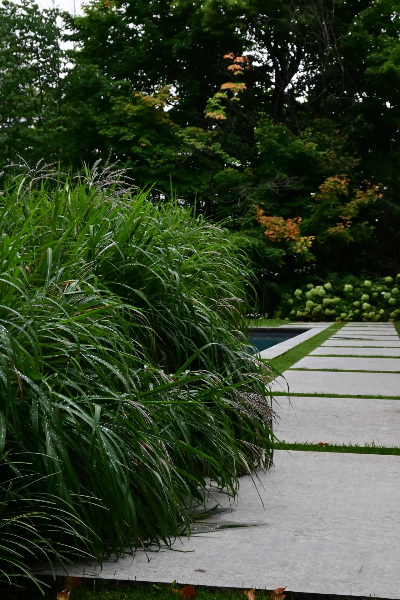 Garden path with greenery beside it.