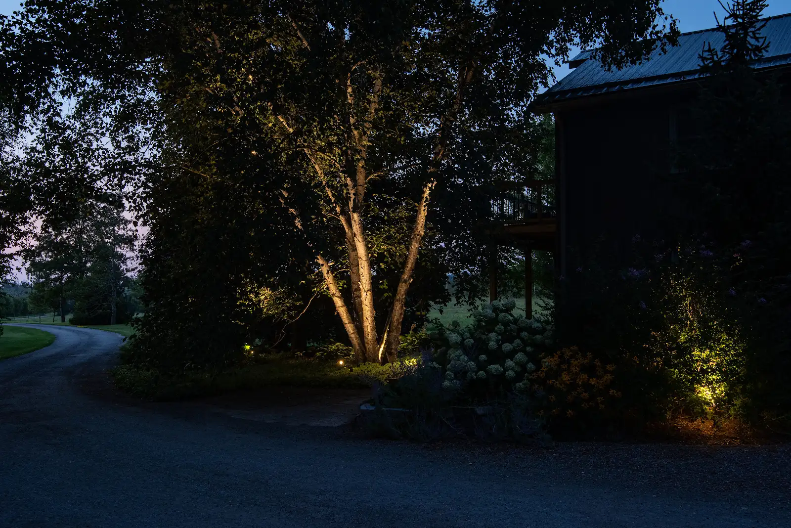 Tree illuminated at night in garden