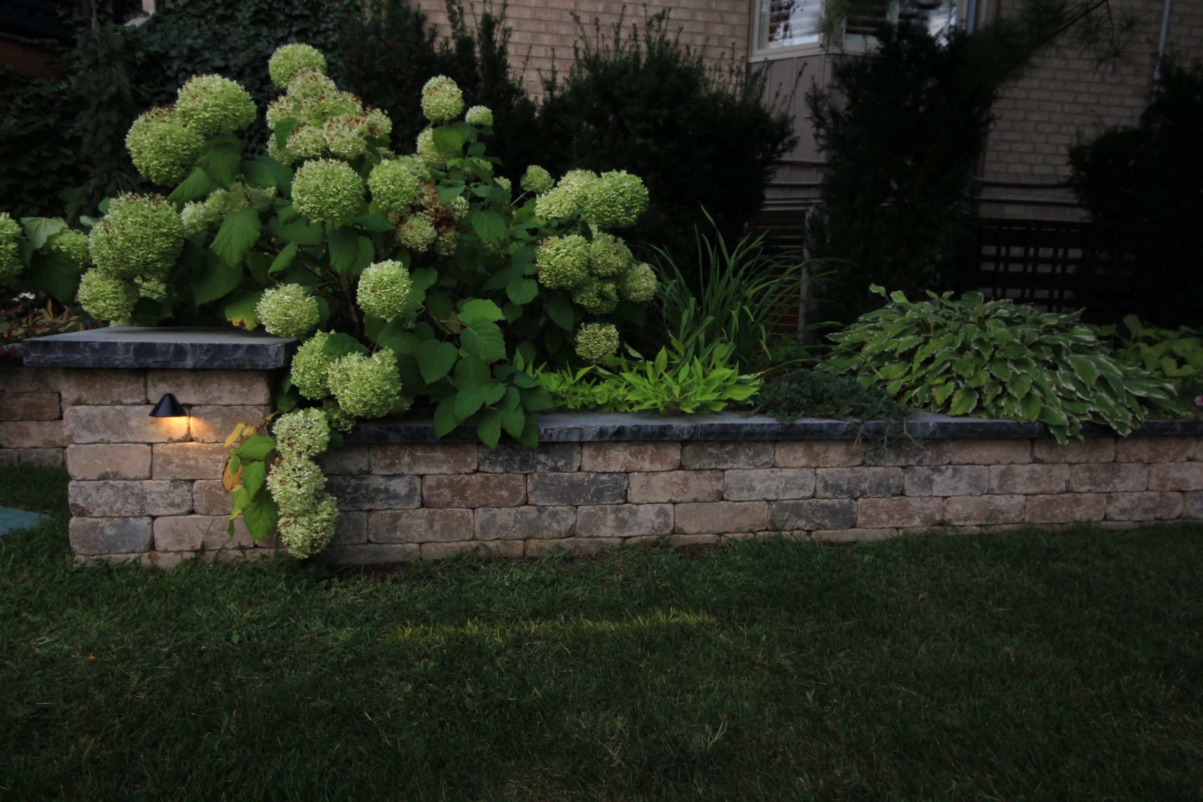 Stone garden wall with green hydrangeas and hostas.
