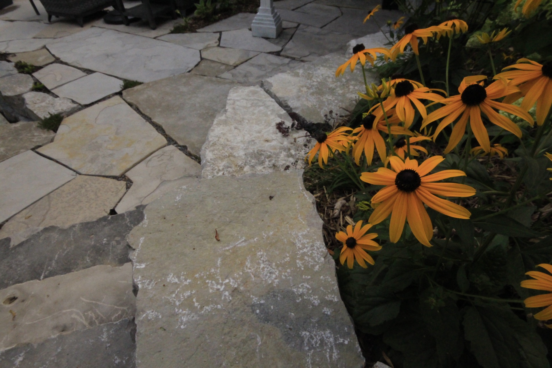Stone pathway with blooming yellow flowers