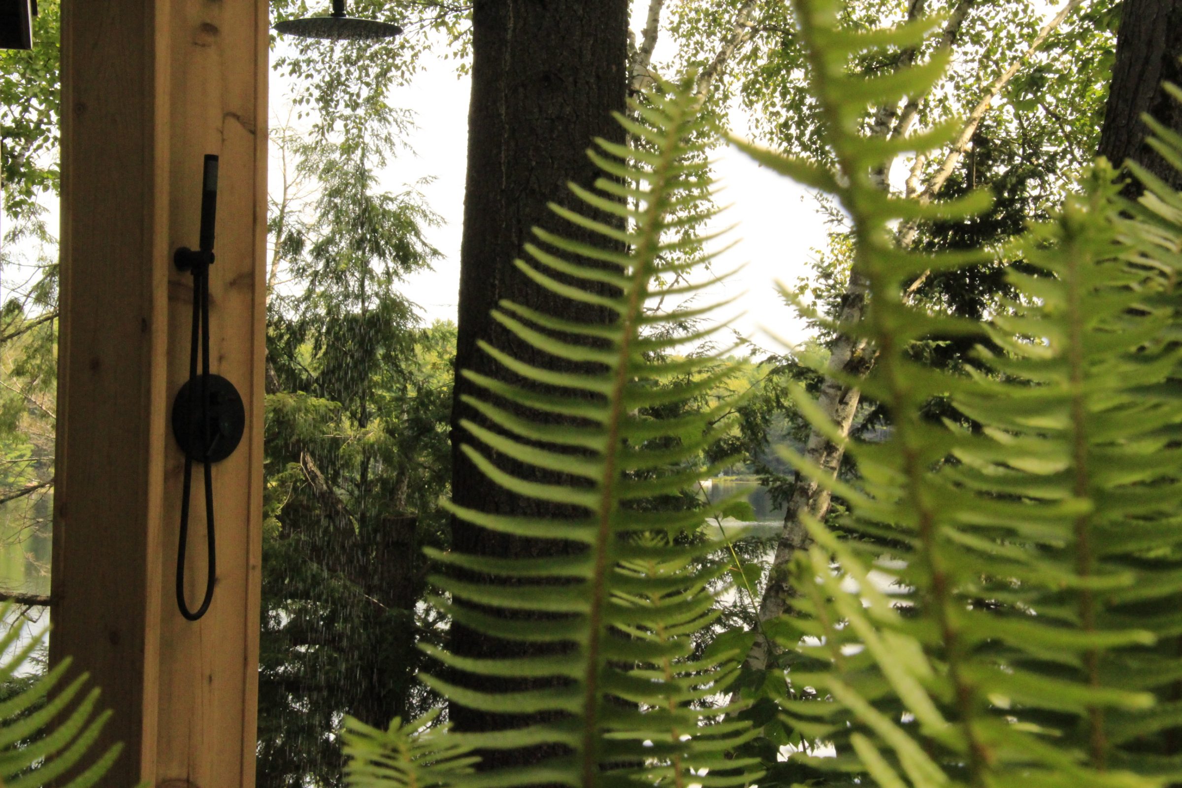 Outdoor shower surrounded by lush green ferns.