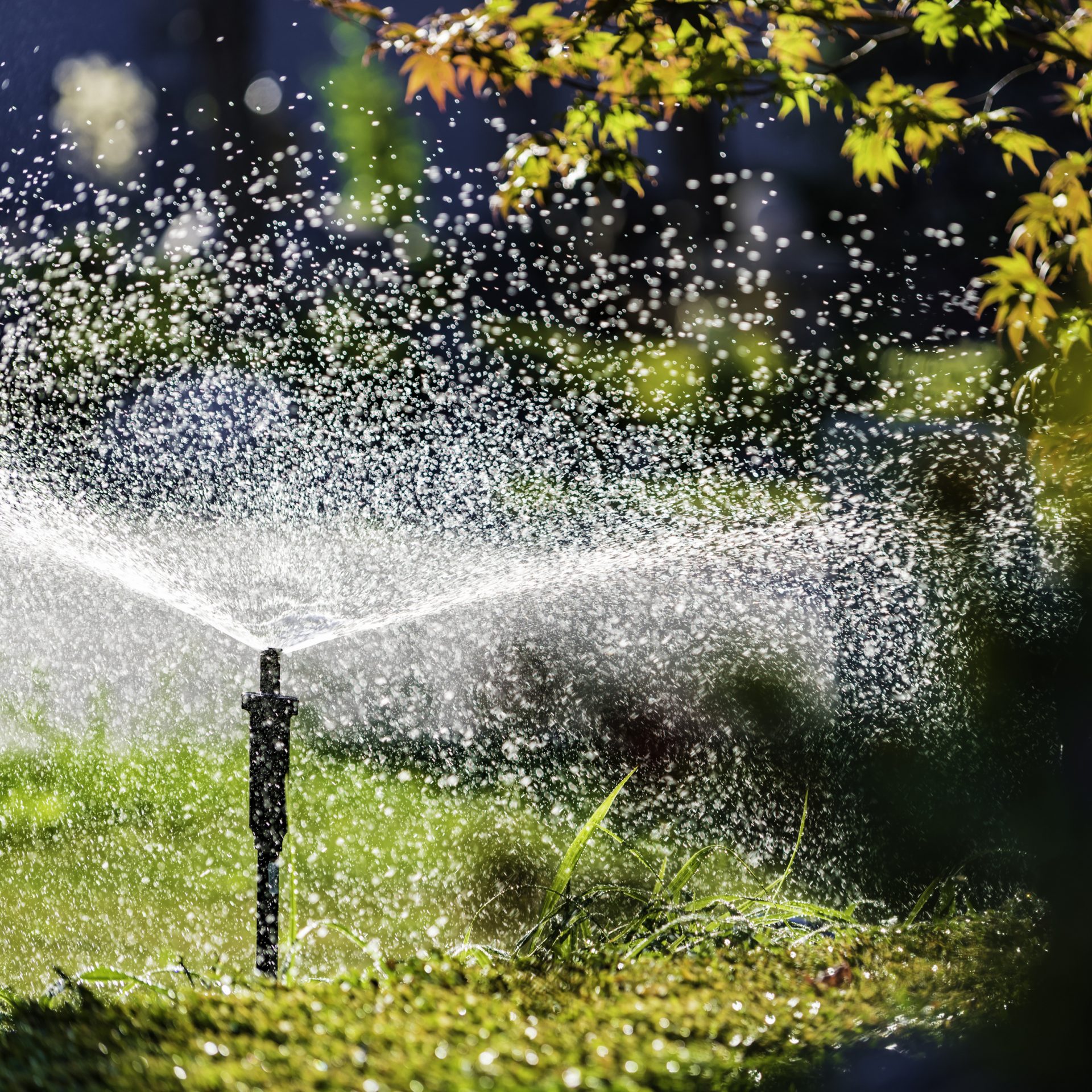 Automatic sprinkler watering green lawn in sunlight.