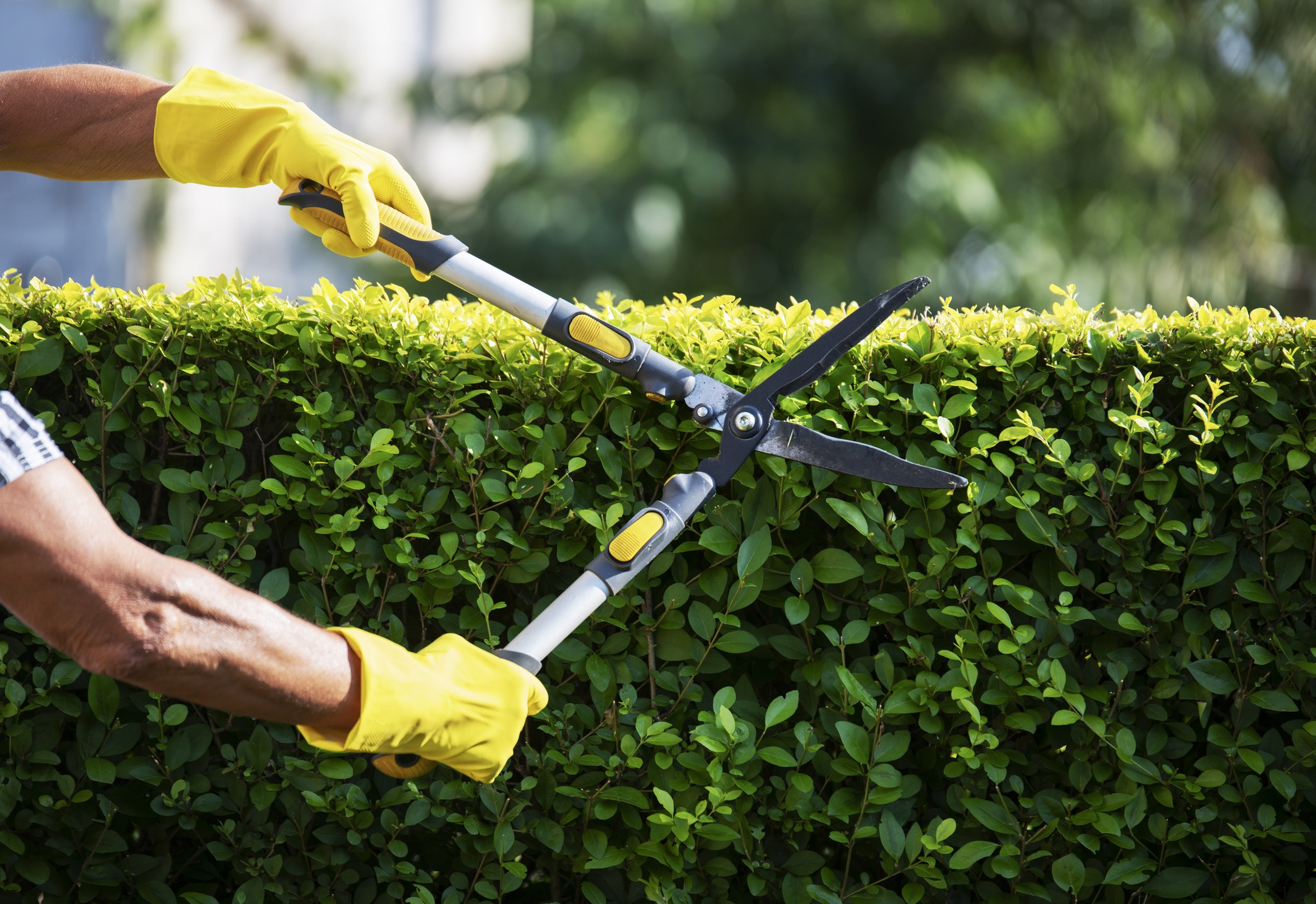 Person trimming green hedge with garden shears.