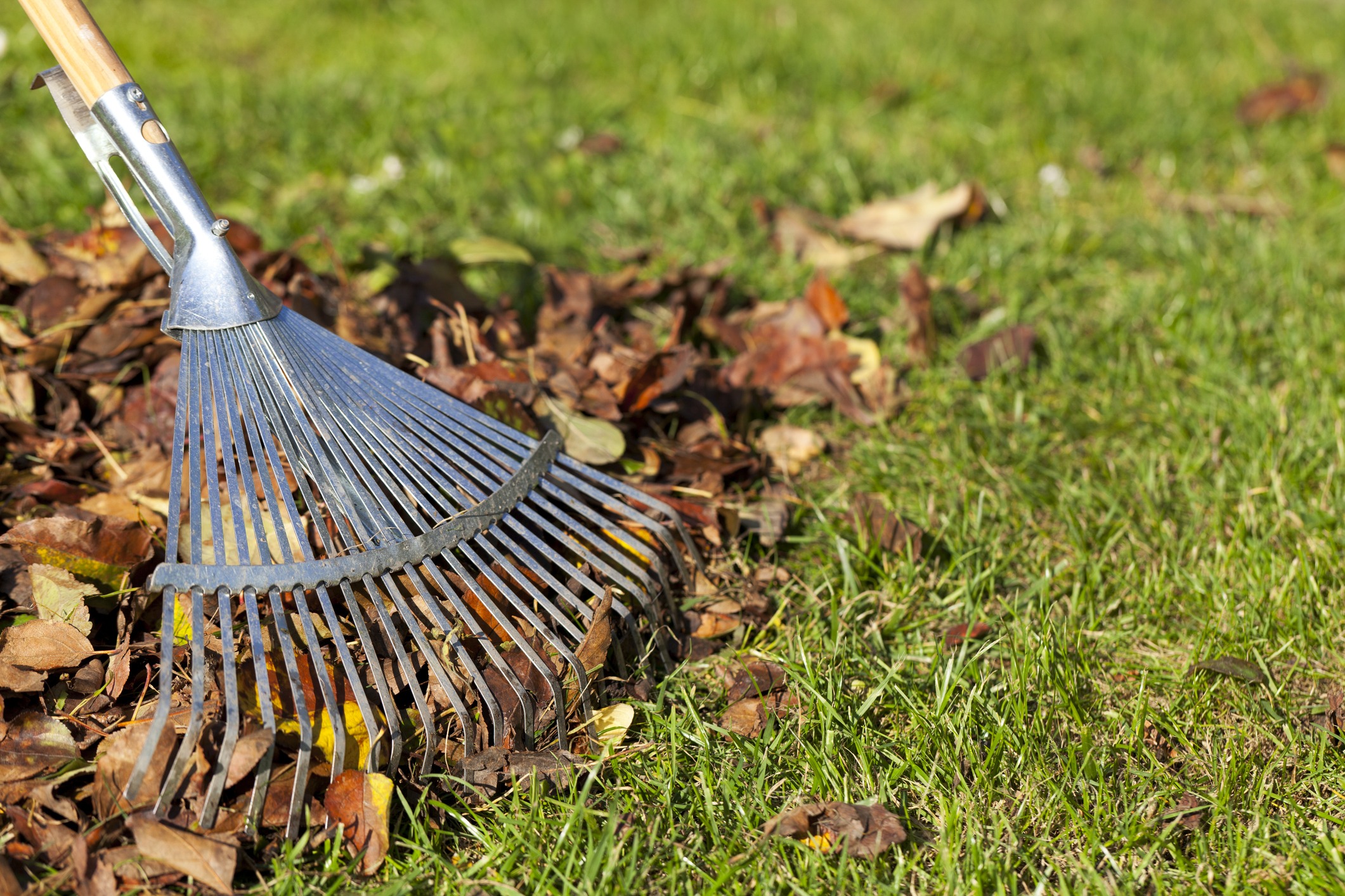 Rake collecting autumn leaves on grass.