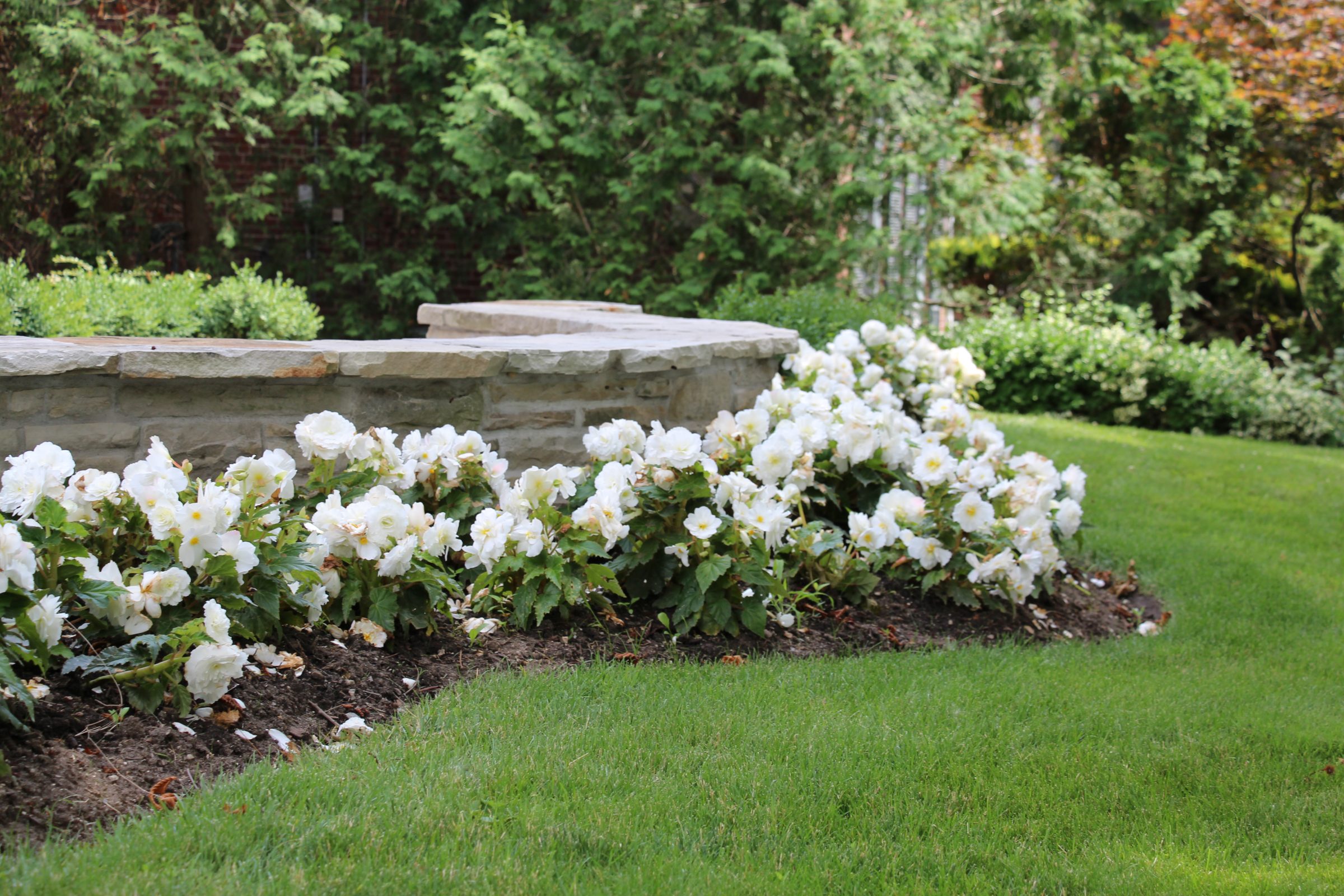 Stone wall with white flowers and greenery