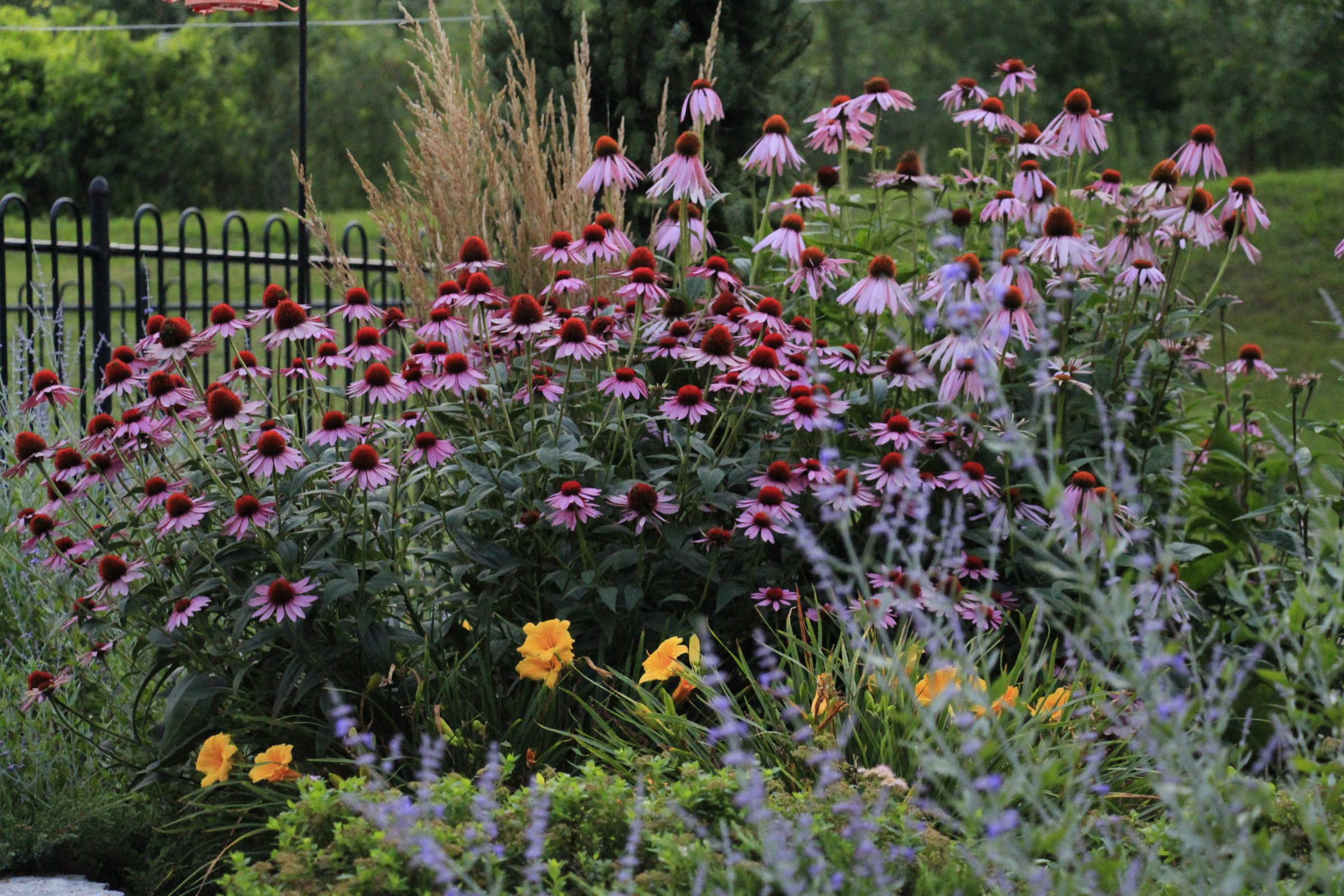 Garden with purple echinacea flowers